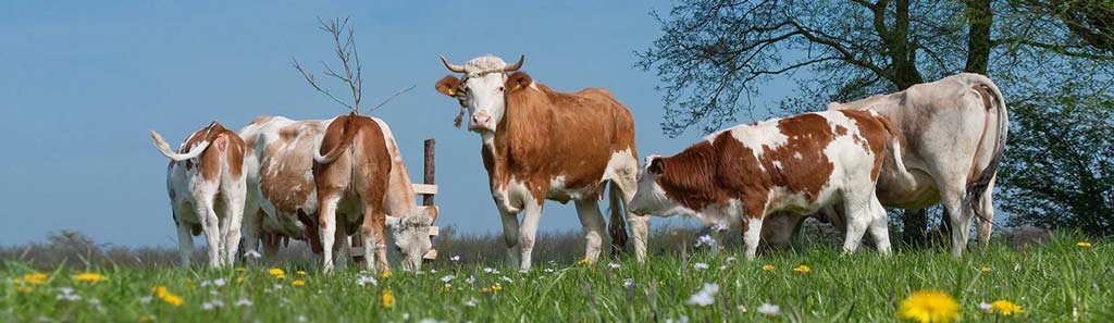 hero species ruminants